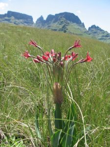 Drakensberg wild flowers