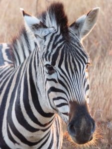 Drakensberg Game Viewing - Zebar in Zulu Waters Private Game Reserve