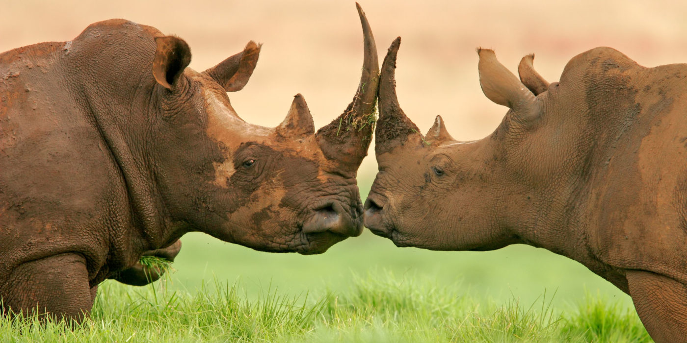 Game viewing in the Drakensberg - White rhinos in Weenen Game Reserve