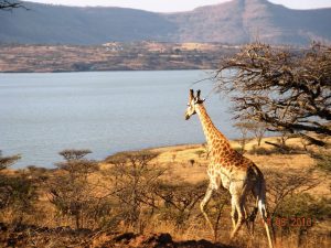 Spionkop game reserve between winterton and ladysmith